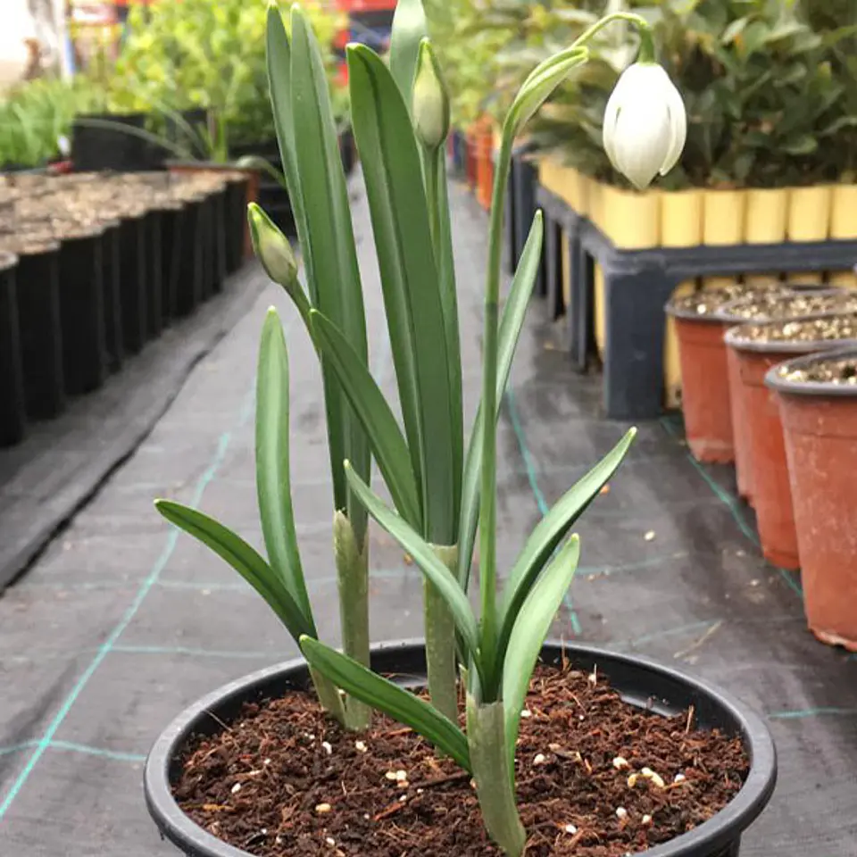 Galanthus 2