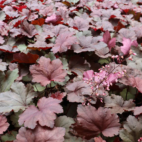 Heuchera Sanguínea