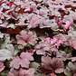 Heuchera Sanguínea - Miniatura 1