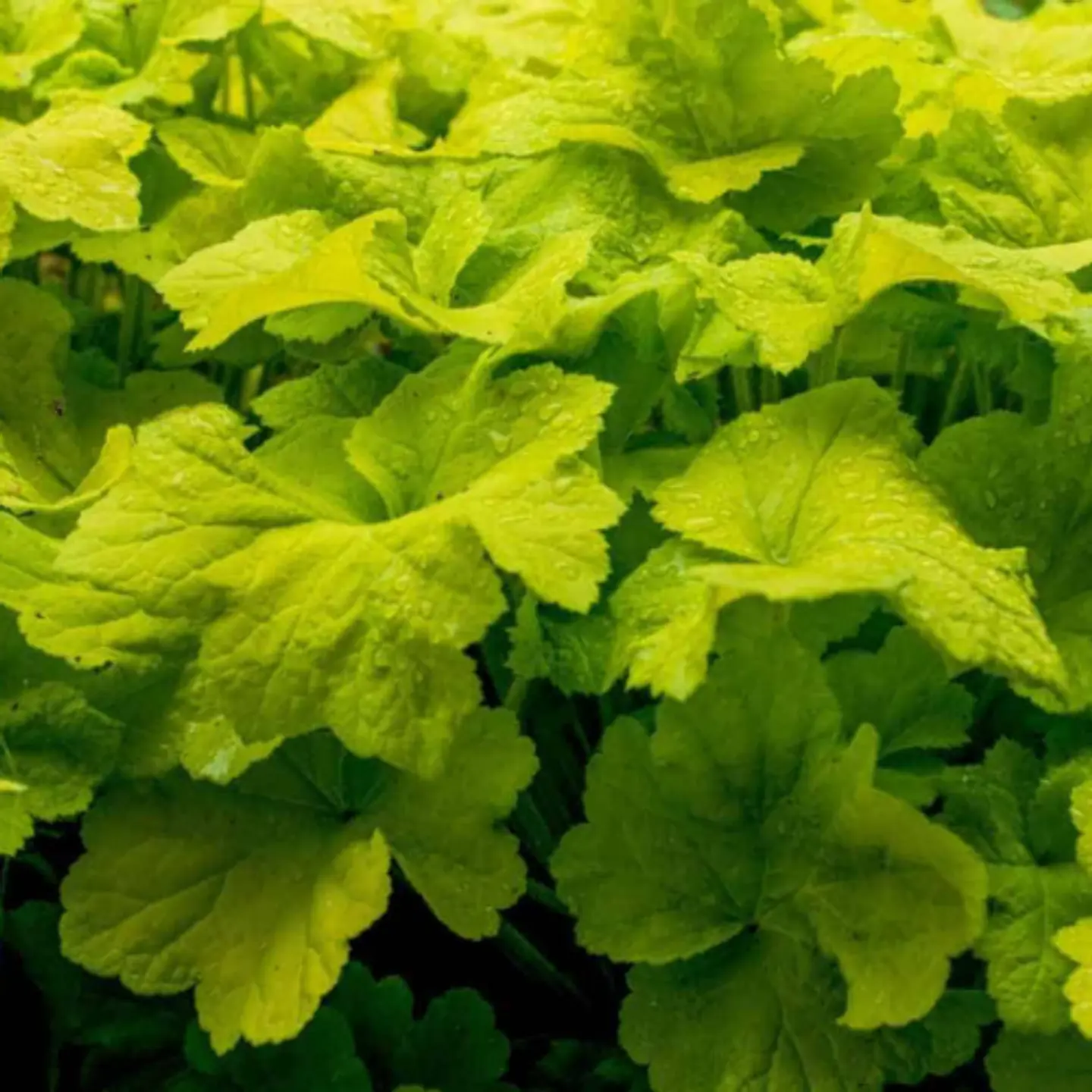 Heuchera Sanguínea 2
