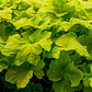 Heuchera Sanguínea - Miniatura 2