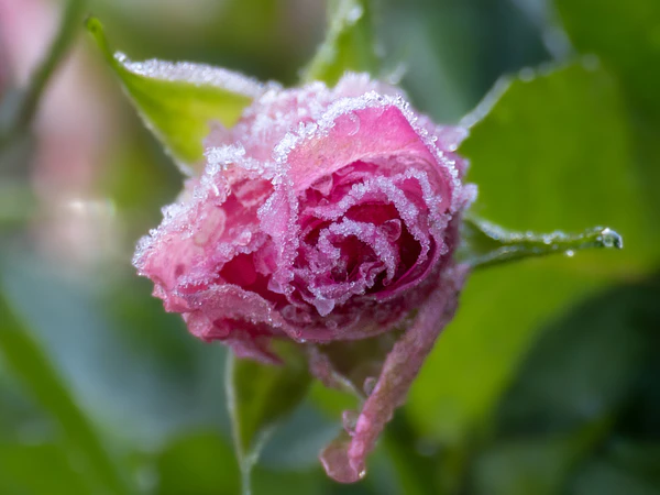 ¿Qué plantas resisten las heladas? Guía para proteger tu jardín en invierno