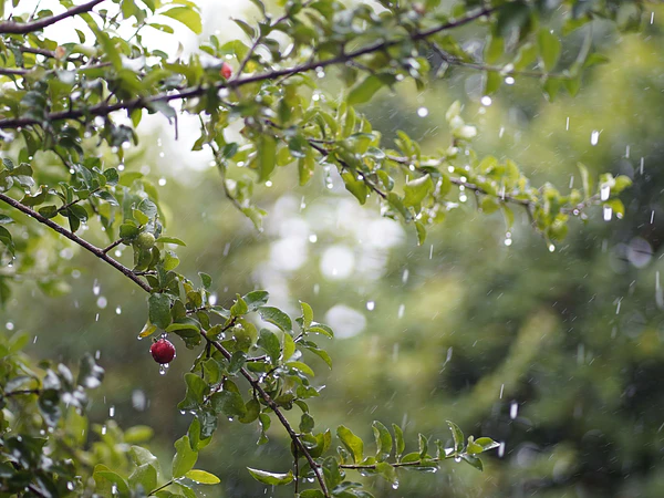 ¿Cómo proteger el jardín de lluvias intensas? Guía antes, durante y después del temporal