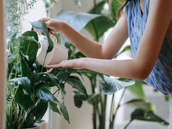 ¿Cómo cuidar las plantas durante las vacaciones? Guía para regarlas mientras estás fuera