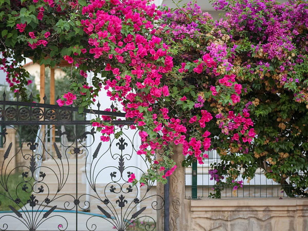 Las mejores plantas trepadoras para muros, pérgolas y terrazas
