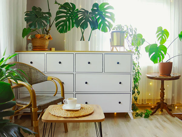 ¿Dónde ubicar las plantas de interior? Guía para elegir el mejor lugar de la casa