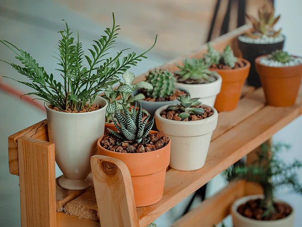 ¿Cómo elegir el macetero ideal para una planta? Guía de tamaño, material y drenaje