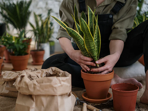 Sansevieria o Lengua de suegra 