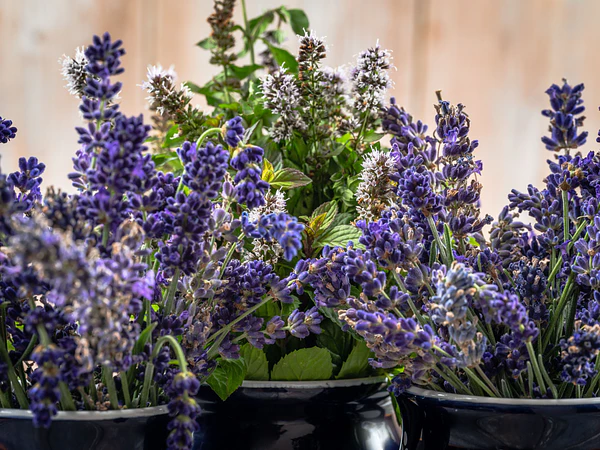 ¿Cómo cuidar una lavanda? Guía completa para mantenerla sana y llena de flores