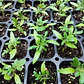 Tomate Cherry - Miniatura 2