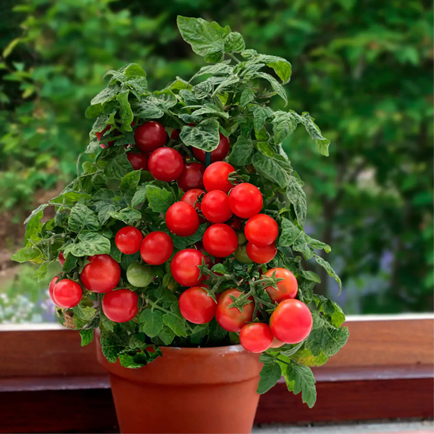 Tomate Cherry 1