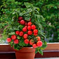 Tomate Cherry - Miniatura 1