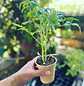 Tomate Cherry - Miniatura 3