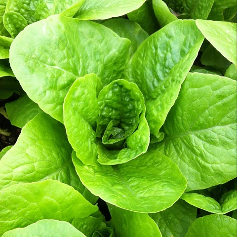 Lechuga Costina 3 unidades