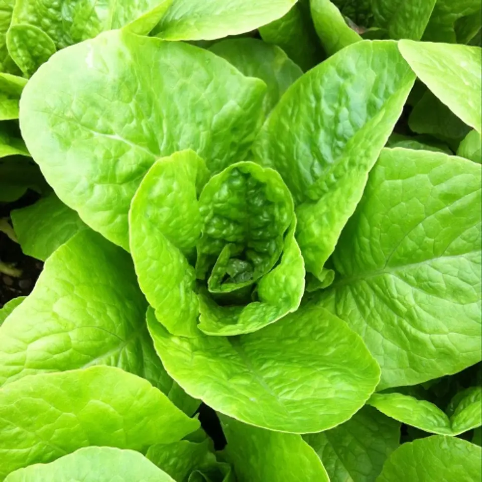 Lechuga Costina 3 unidades 1