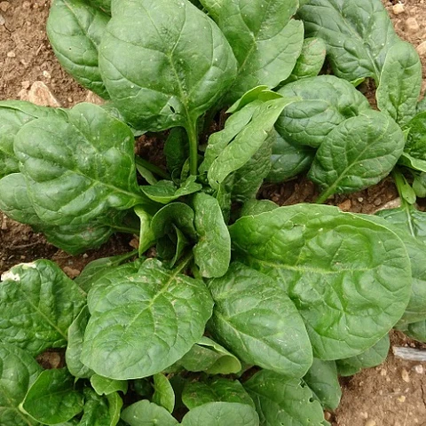 Espinaca 3 unidades
