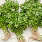 Cilantro 3 unidades - Miniatura 2