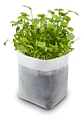 Cilantro 3 unidades - Miniatura 1