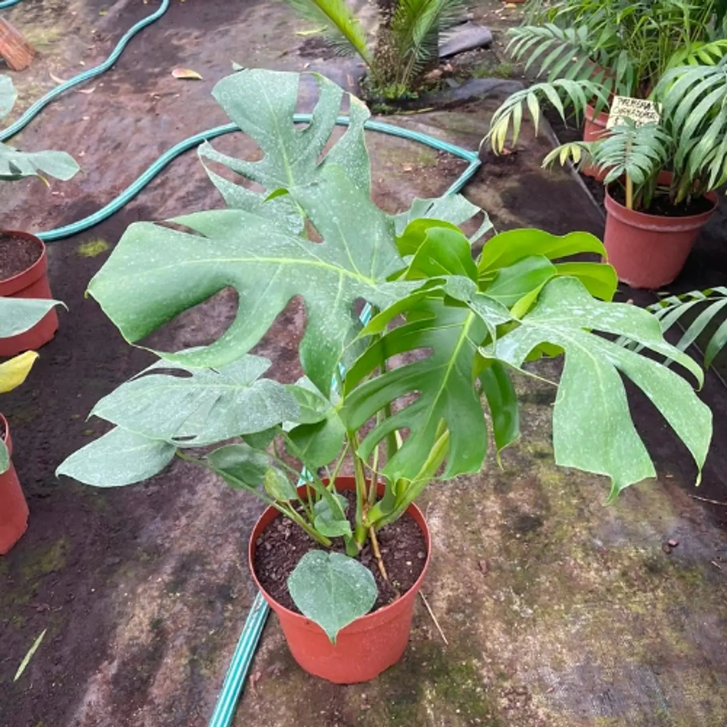 Monstera deliciosa 4