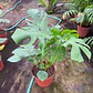 Monstera deliciosa - Miniatura 4