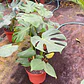 Monstera deliciosa - Miniatura 5