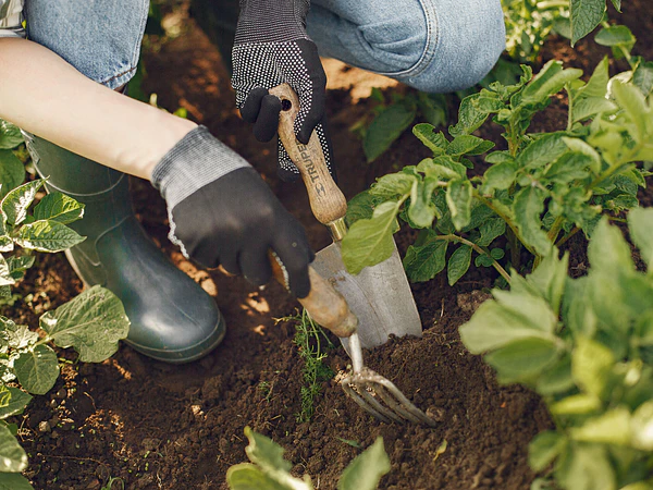¿Qué hacer en el jardín antes de la primavera? 10 tareas para agosto