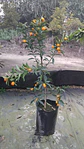 Kumquat - Miniatura 7