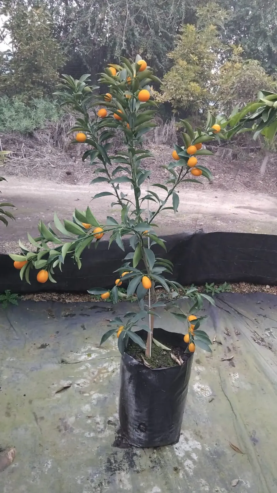 Kumquat 7