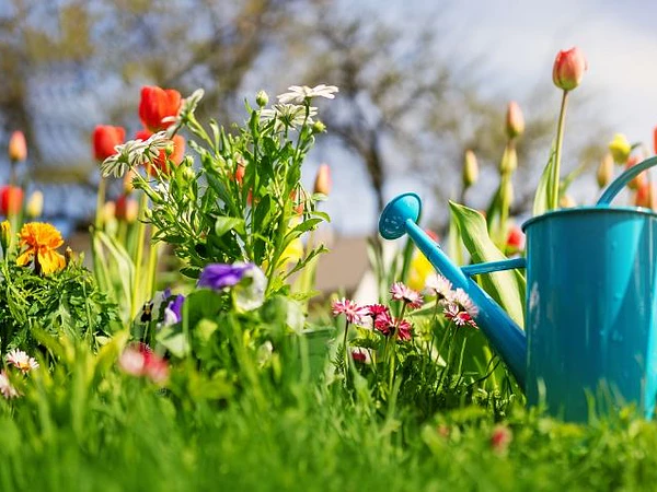 ¿Qué plantar a fines de invierno para tener un jardín lleno de flores en primavera?