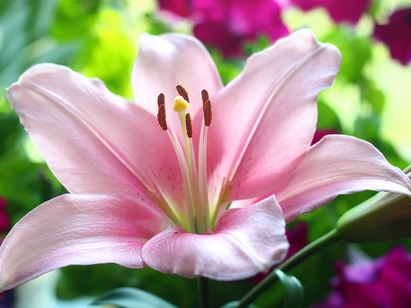 Lilium o lirio: diferencias, tipos y cómo reconocerlos