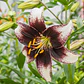 Lilium - Miniatura 4