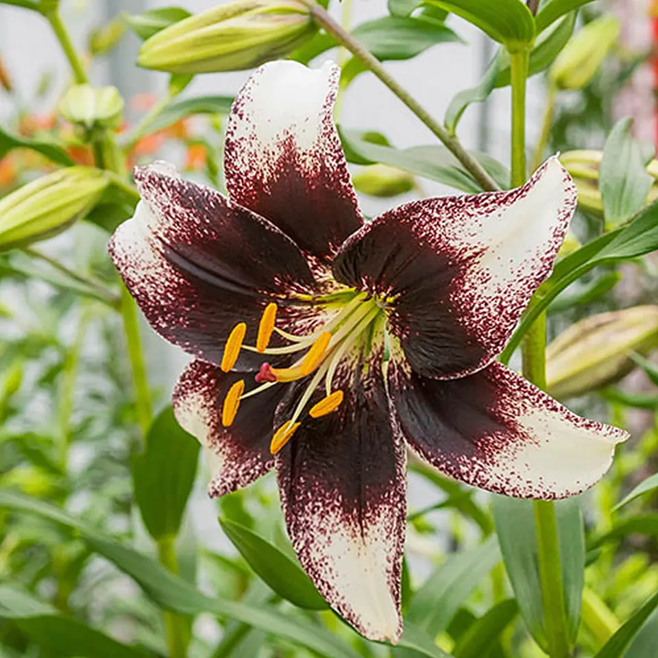 Lilium 4
