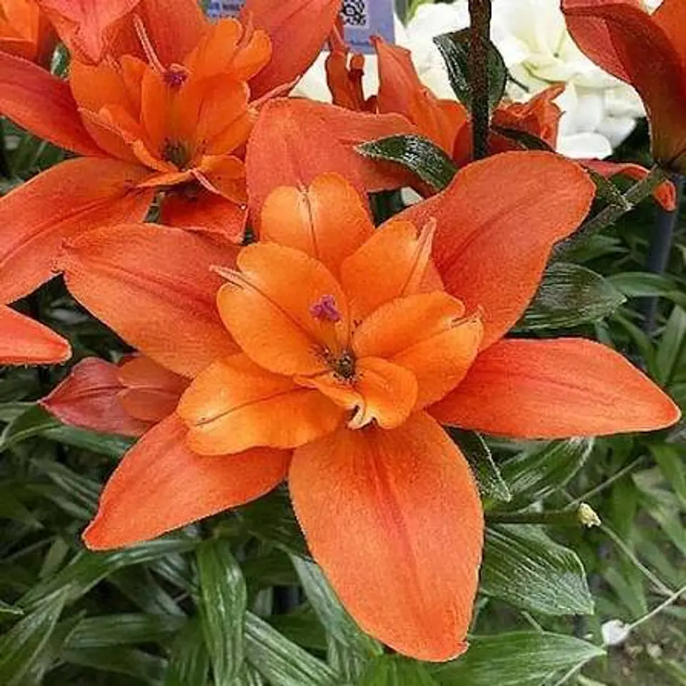 Lilium 5