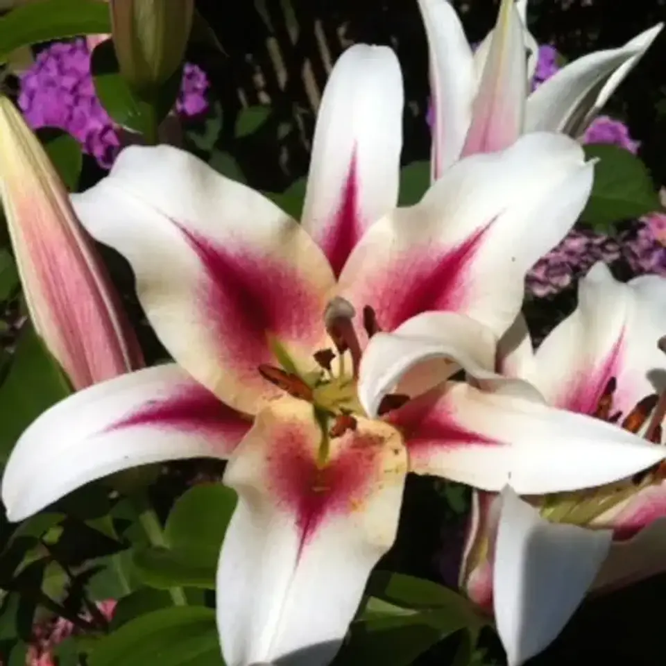 Lilium 6