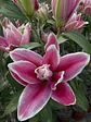 Lilium - Miniatura 7