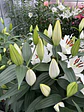 Lilium - Miniatura 8
