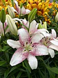 Lilium - Miniatura 9