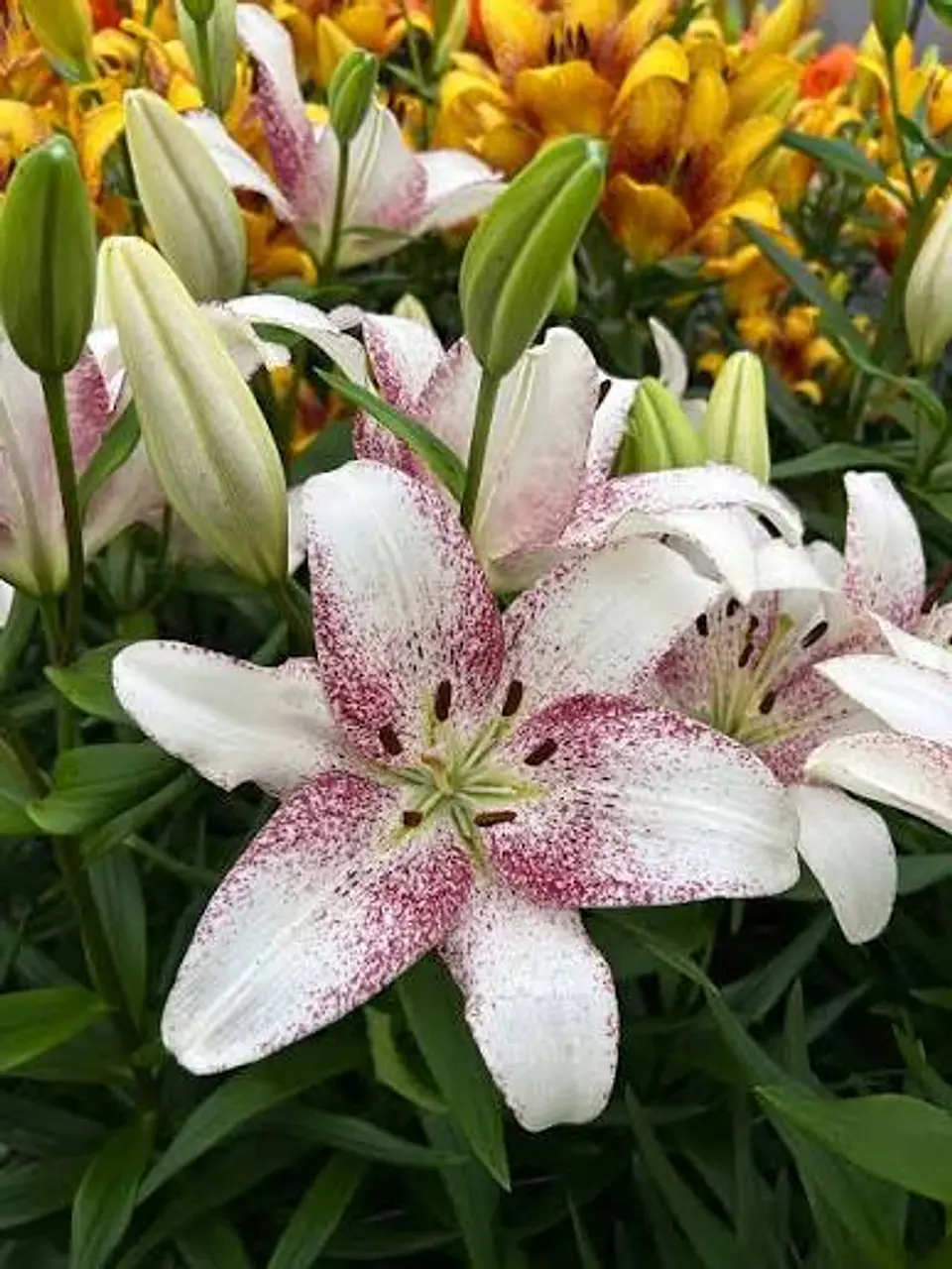 Lilium 9
