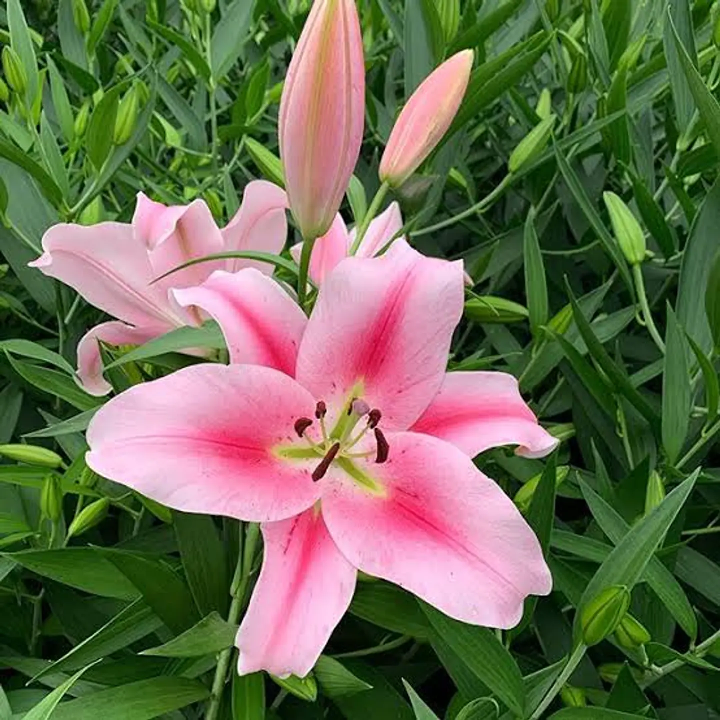 Lilium 10