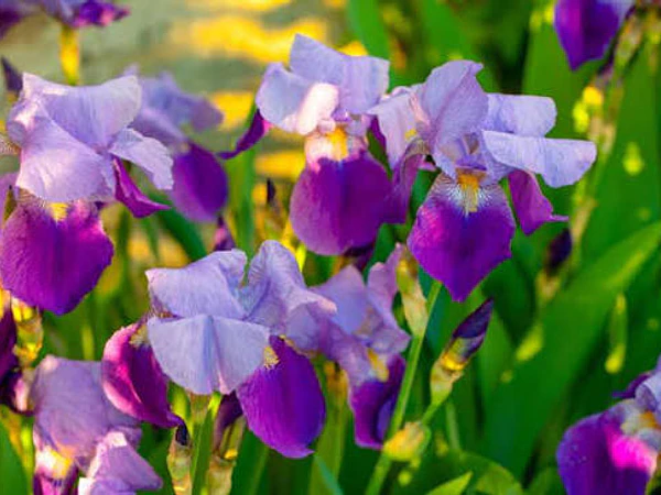 Iris: tipos, diferencias y cómo elegir el mejor para tu jardín