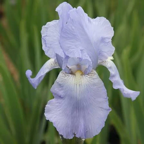 Iris germanica Jane Phillips