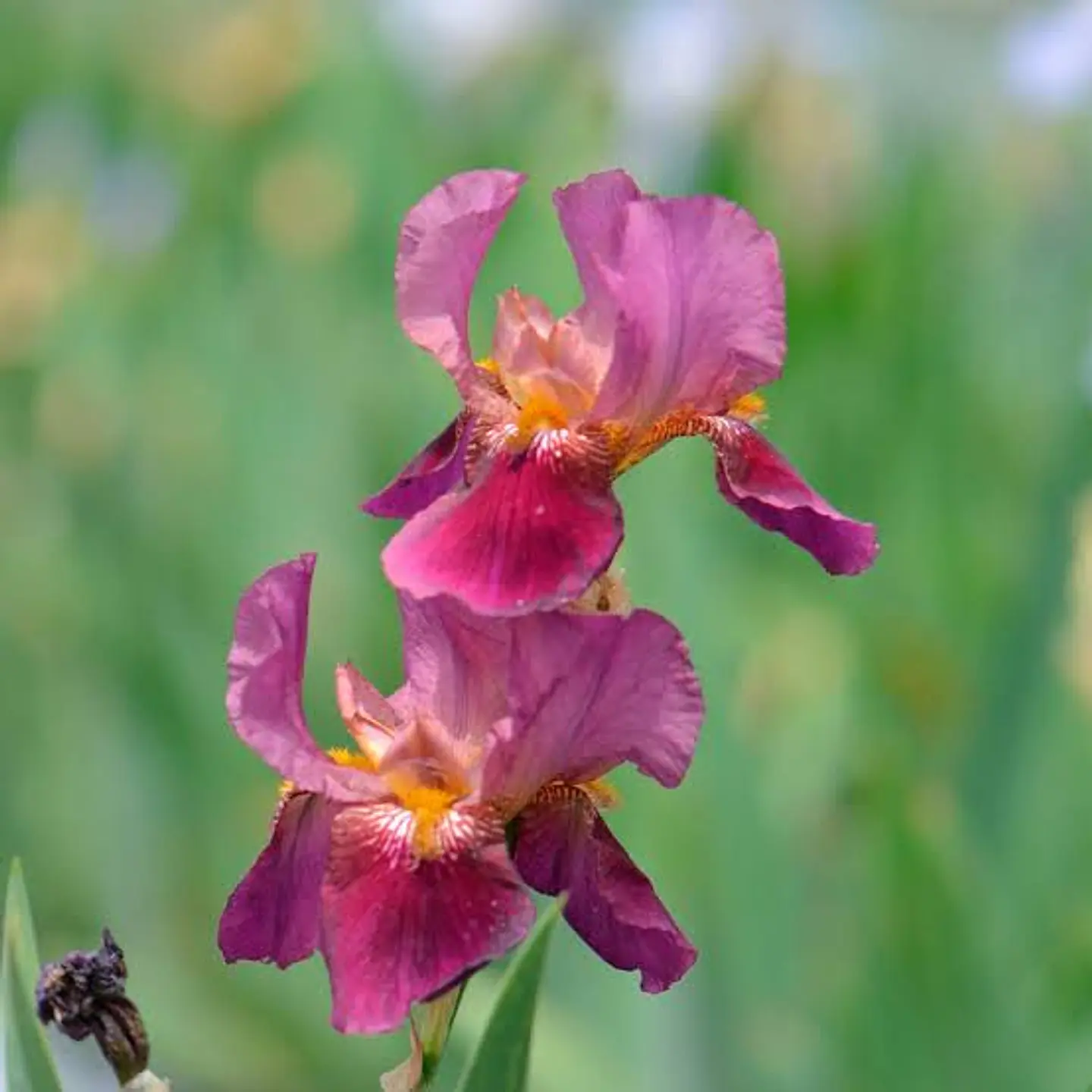 Iris germanica Indian light 1