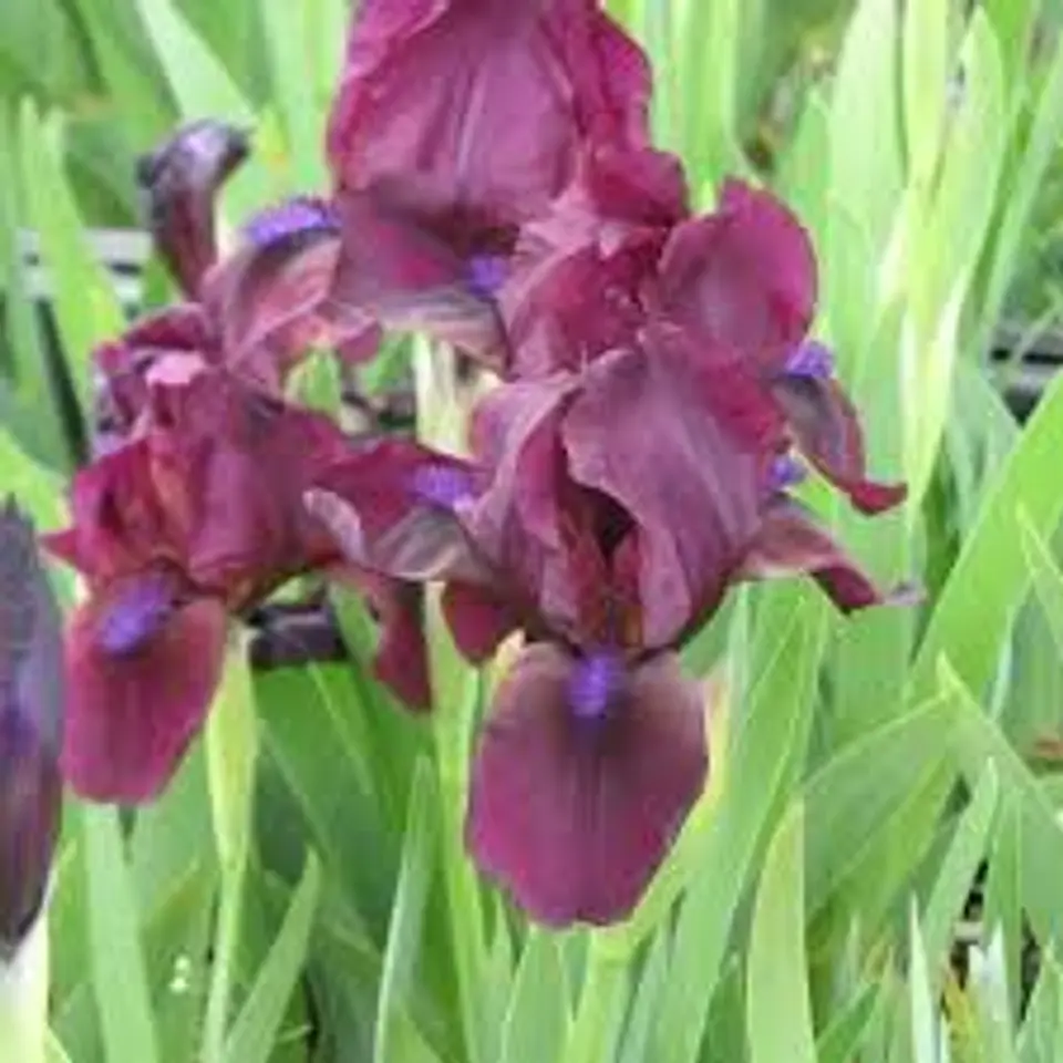 Iris germanica Cherry Garden 1