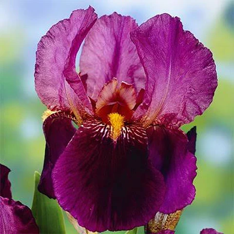 Iris germanica Senlac