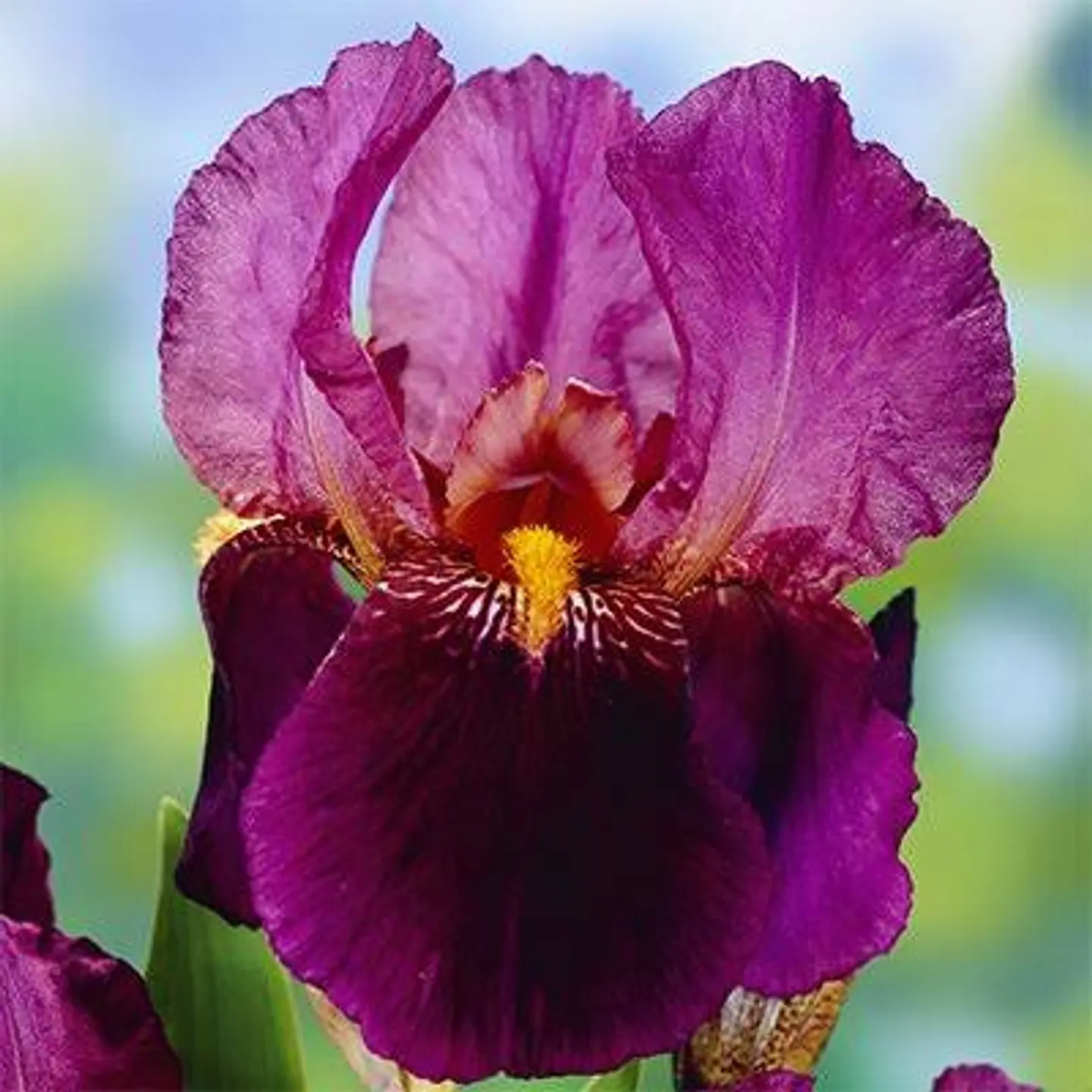 Iris germanica Senlac 1