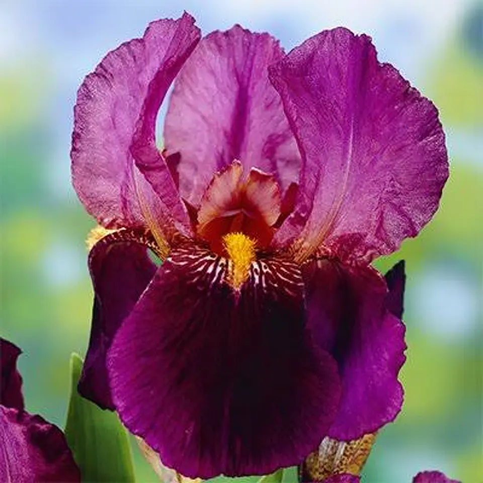 Iris germanica Senlac 1