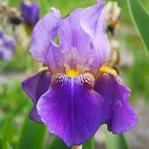 Iris germanica Lent a Williamson