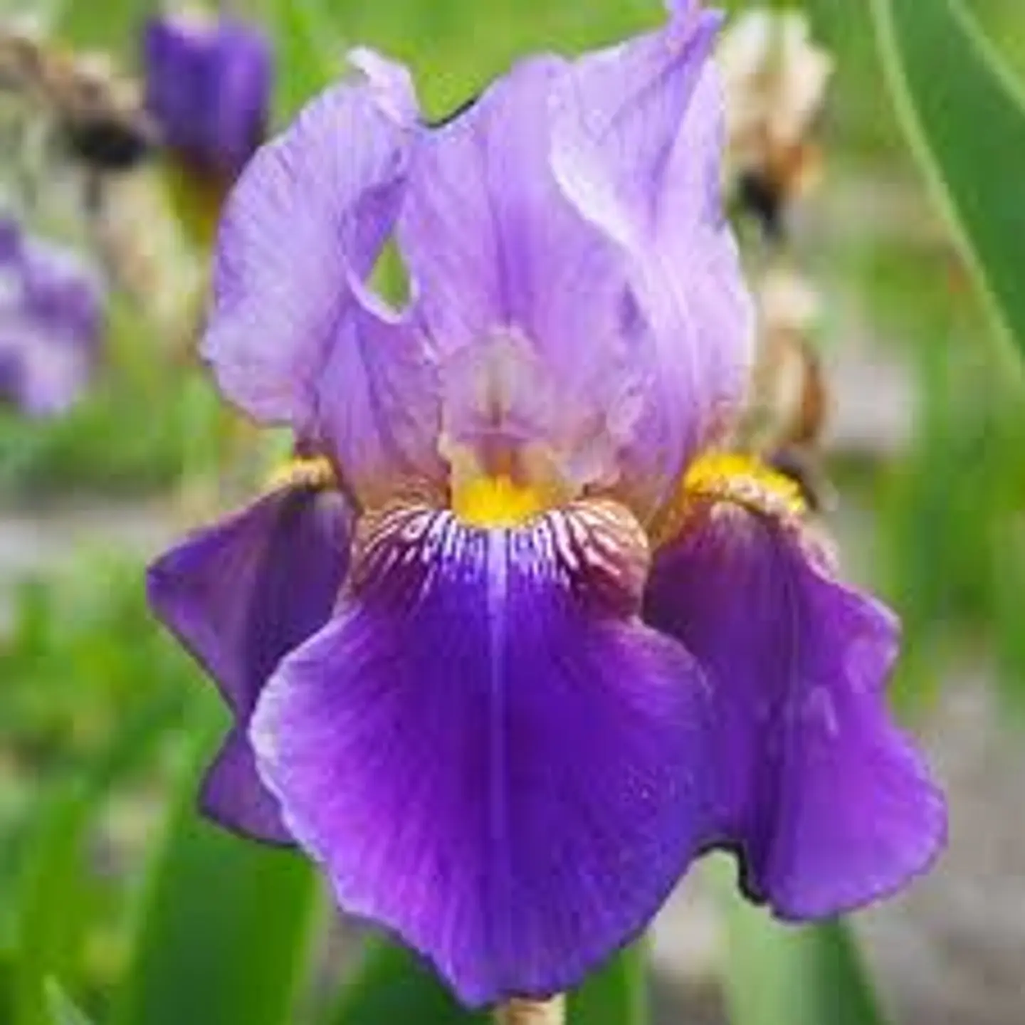 Iris germanica Lent a Williamson 1