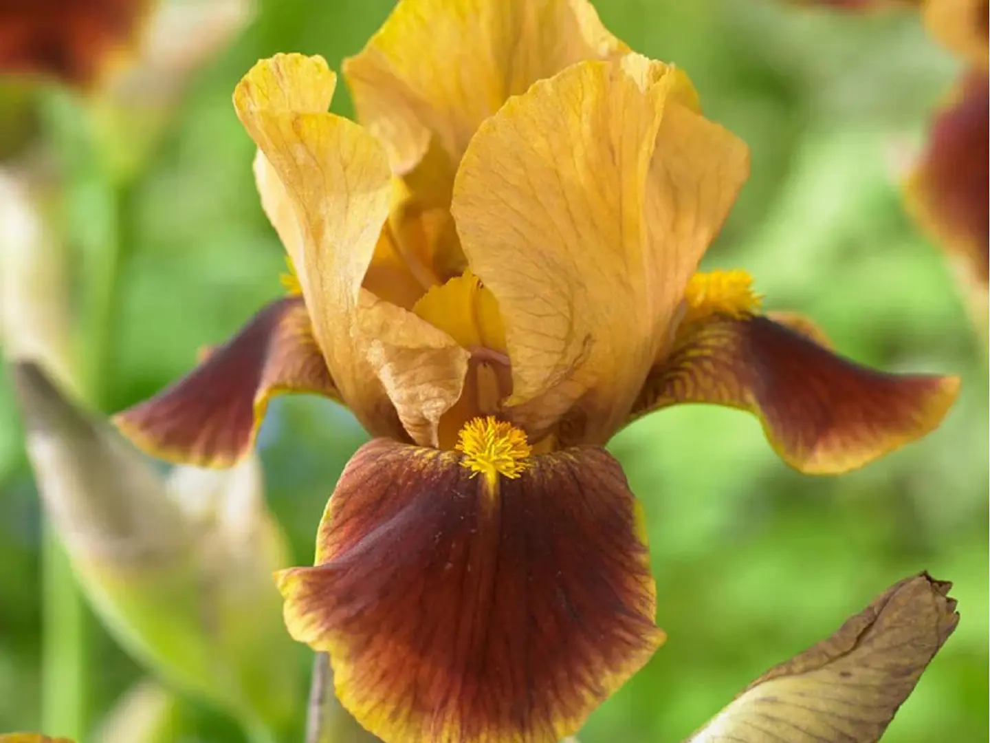 Iris germanica Hissy Fit 1