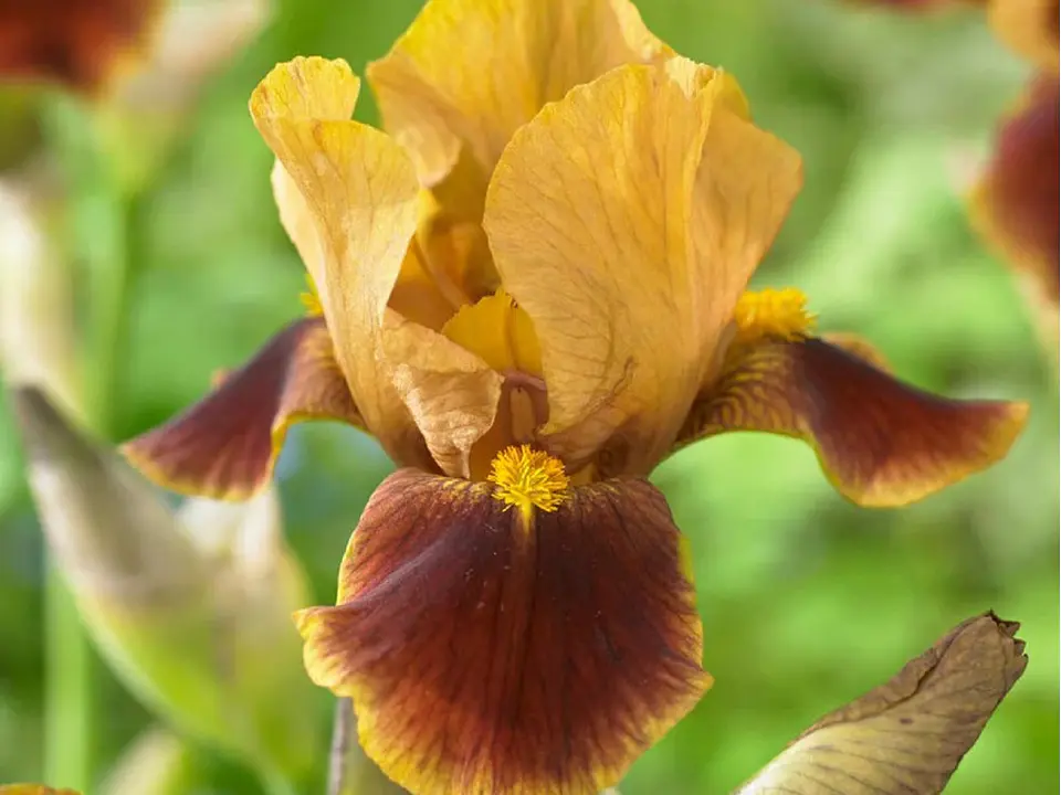 Iris germanica Hissy Fit 1